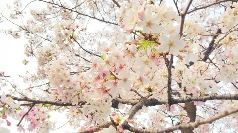 Pink Cherry Blossoms Blooming on Tree Branches During Sunny Spring Season Stock Footage 342000506