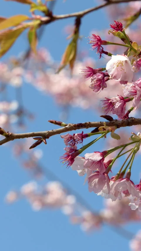 Pink Cherry Blossoms Blooming on Tree Branch Against Blue Sky Stock-Footage 342899358