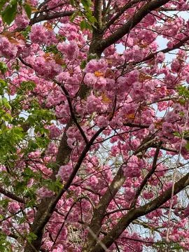 Pink cherry blossoms blooming on a tree branch in spring Stock Photos