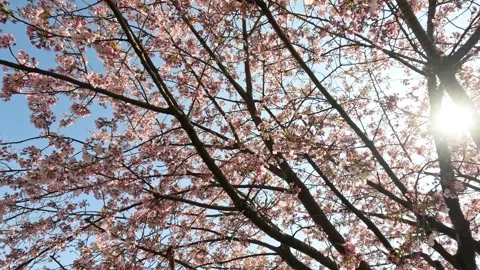 Pink Cherry Blossoms Blooming Under Bright Sun in Tokyo Japan Stock Footage 341836815