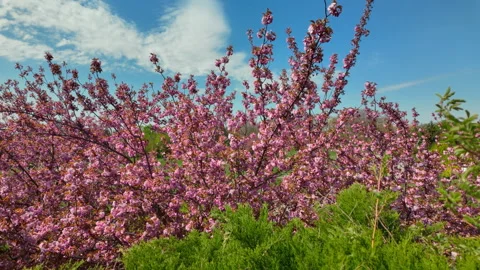 Pink Cherry Blossoms Blooming Under Blue Sky In Spring Stock Footage 346146309