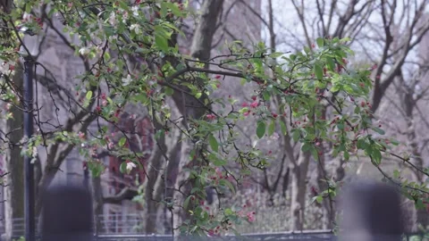 Pink cherry blossoms blow in the wind in an urban New York City park Stock Footage 241498014