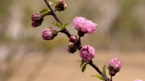 Pink cherry blossoms blowing in the wind Video stock 88078043
