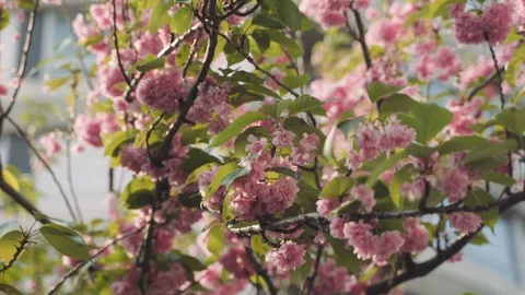 Pink cherry blossoms blowing in the wind in spring 4K Stock Footage 128383809