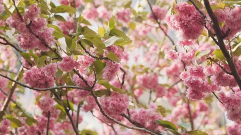 Pink cherry blossoms blowing in the wind in spring, slow motion Stock Footage 128384015