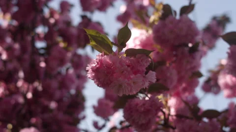 Pink cherry blossoms blowing in the wind 스톡 동영상 130379938