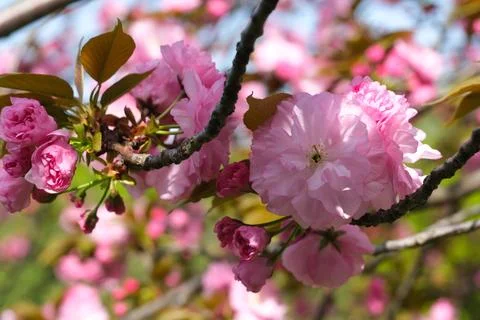 Pink cherry blossoms on branches in spring Stock Photos