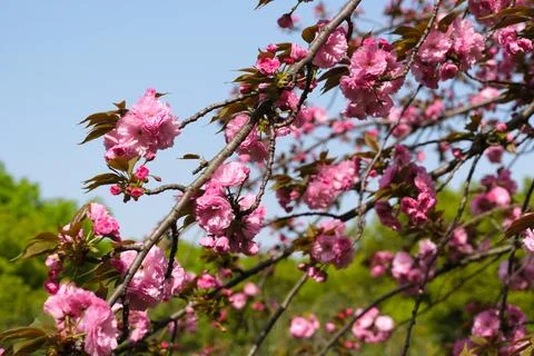 Pink cherry blossoms on branches in spring Stock Photos