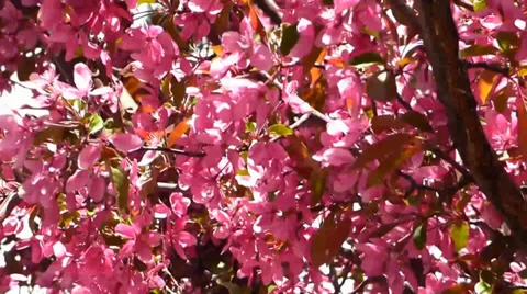 Pink Cherry Blossoms in the Breeze 動画素材 38490931