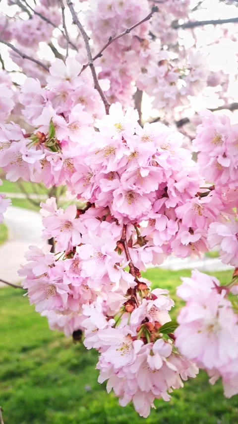 Pink Cherry Blossoms Covering Tree Branches in Spring Stock Footage 345650902