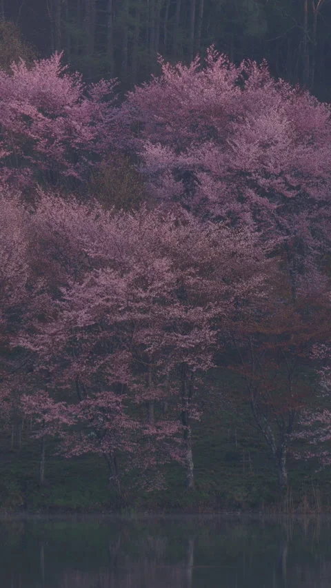 Pink Cherry Blossoms on Dark Forest Hillside Vertical Video 库存影片 346192241