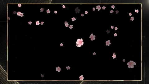 Pink cherry blossoms falling on black background. Sakura petals floating in Stock Footage 340118695