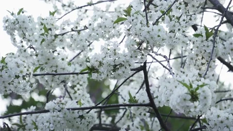 Pink Cherry Blossoms Flowers Of Cherry 動画素材 153716441
