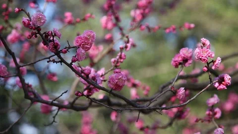 Pink Cherry Blossoms Video stock 104417853