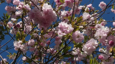 Pink Cherry Blossoms Stock Footage 165398731
