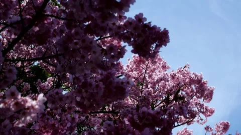 Pink Cherry Blossoms Stock Footage 175625100