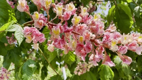 Pink Cherry Blossoms Stock-Footage 241546269