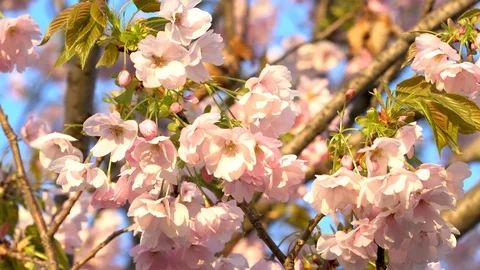 Pink Cherry Blossoms in Full Bloom in Kyoto, Japan - 4K Stock Footage 106720926