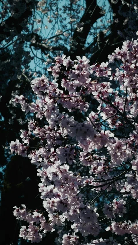 Pink cherry blossoms in full bloom swaying in the wind Stock Footage 346273412