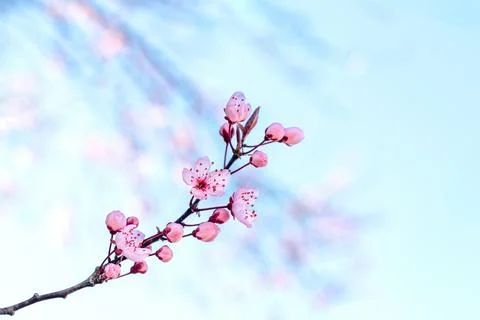 Pink cherry blossoms in full bloom against a clear blue sky. Stock Photos