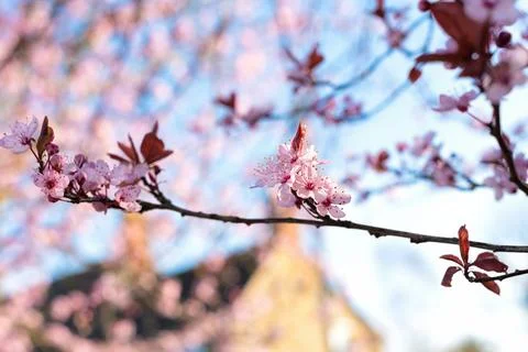 Pink cherry blossoms in full bloom against a clear blue sky and cottage house. Stock Photos
