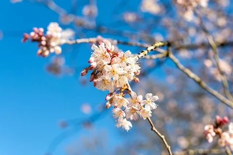 Pink cherry blossoms in full bloom against a clear blue sky. Stock Photos