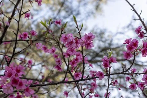 Pink cherry blossoms in full bloom on tree branches during spring season Stock Photos