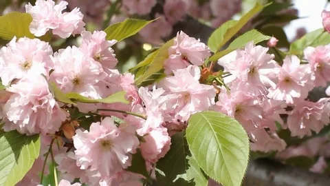 Pink cherry blossoms in the garden close-up Vídeos de archivo 73307149