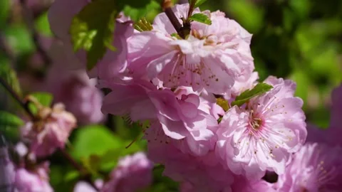 Pink Cherry Blossoms in Gentle Motion. Видео 242580734