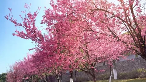 Pink Cherry Blossoms Glowing in Spring Sunlight Under a Clear Blue Sky Stock Footage 341868680