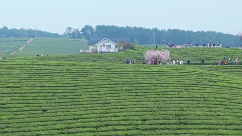 Pink cherry blossoms in green tea garden Stock Footage 311537837