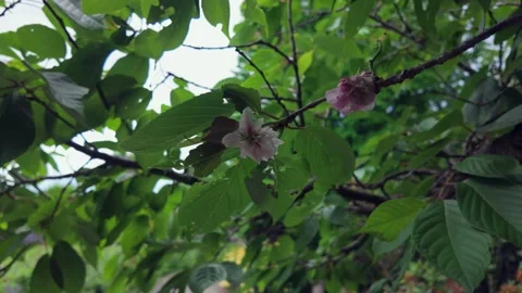 Pink Cherry Blossoms on Leafy Branch in Summer Garden Video stock 336748602