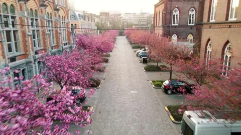 Pink Cherry Blossoms Lining a Cobblestone Street in Ghent Stock Footage 305845723