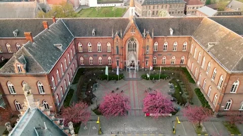Pink Cherry Blossoms Lining a Cobblestone Street in Ghent Stock Footage 305845766