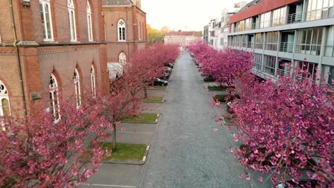 Pink Cherry Blossoms Lining a Cobblestone Street in Ghent Stock Footage 305845786