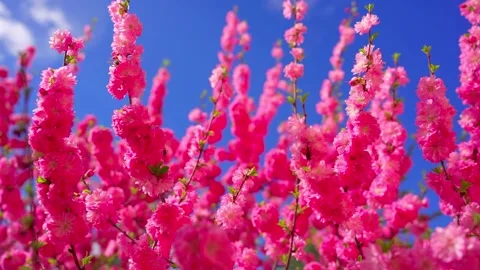 Pink cherry blossoms moving beneath a clear blue spring sky Stock-Footage 341329226