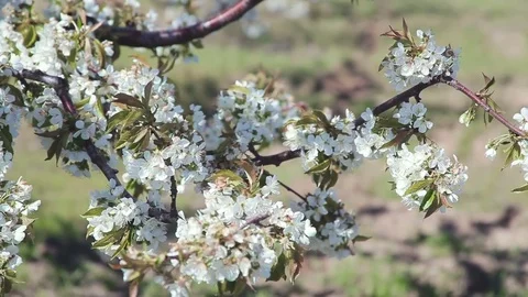 Pink cherry blossoms moving on windy day Video stock 75767297