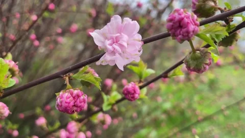 Pink Cherry Blossoms Opening in Spring Video stock 302086508