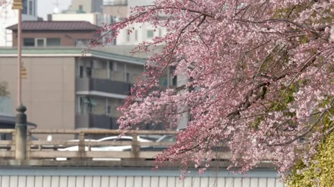 Pink Cherry Blossoms Overlooking a City Bridge in Kyoto Japan 動画素材 336353796