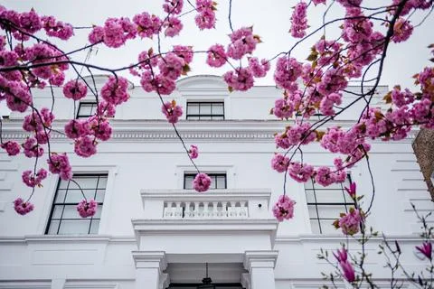 Pink Cherry Blossoms Overlooking Classical Architecture Stock Photos