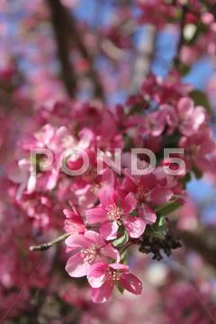 Pink cherry blossoms Stock Photos