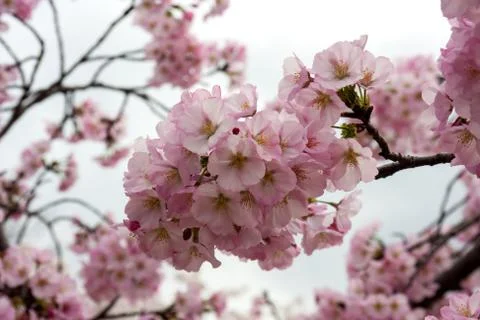 Pink cherry blossoms Stock Photos