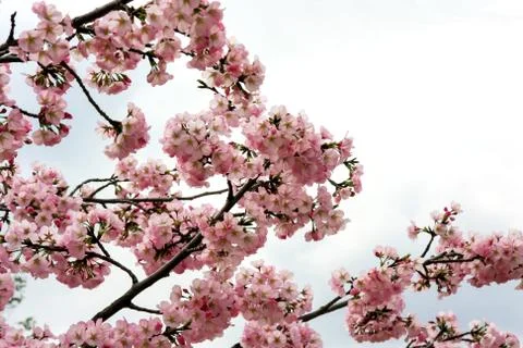 Pink cherry blossoms Foto stock