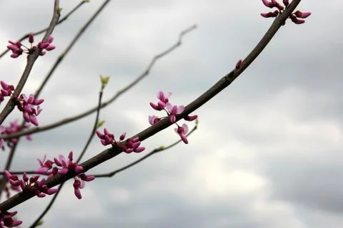 Pink cherry blossoms Stock Photos