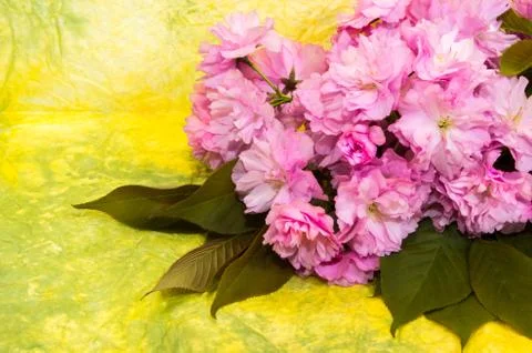 Pink cherry blossoms. Stock Photos