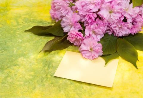 Pink cherry blossoms. Stock Photos