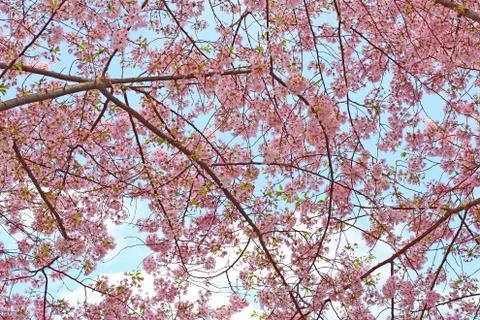 Pink Cherry Blossoms Stock Photos