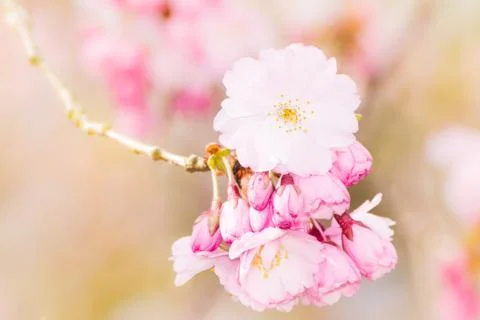 Pink cherry blossoms Stock Photos