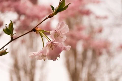 Pink  cherry blossoms Stock Photos