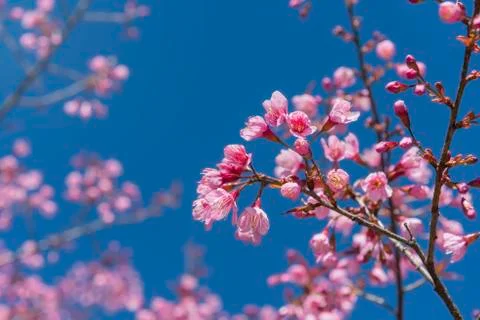Pink Cherry Blossoms Foto stock